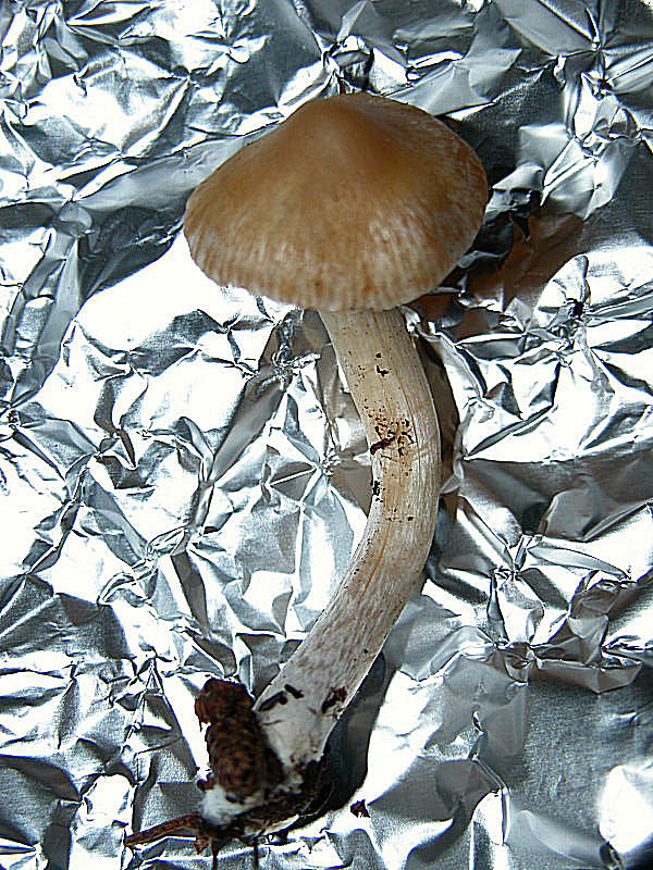 Inocybe 1 (cfr. Inocybe posterula)